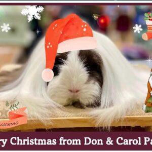 Christmas eighth page advert